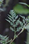 Common ragweed